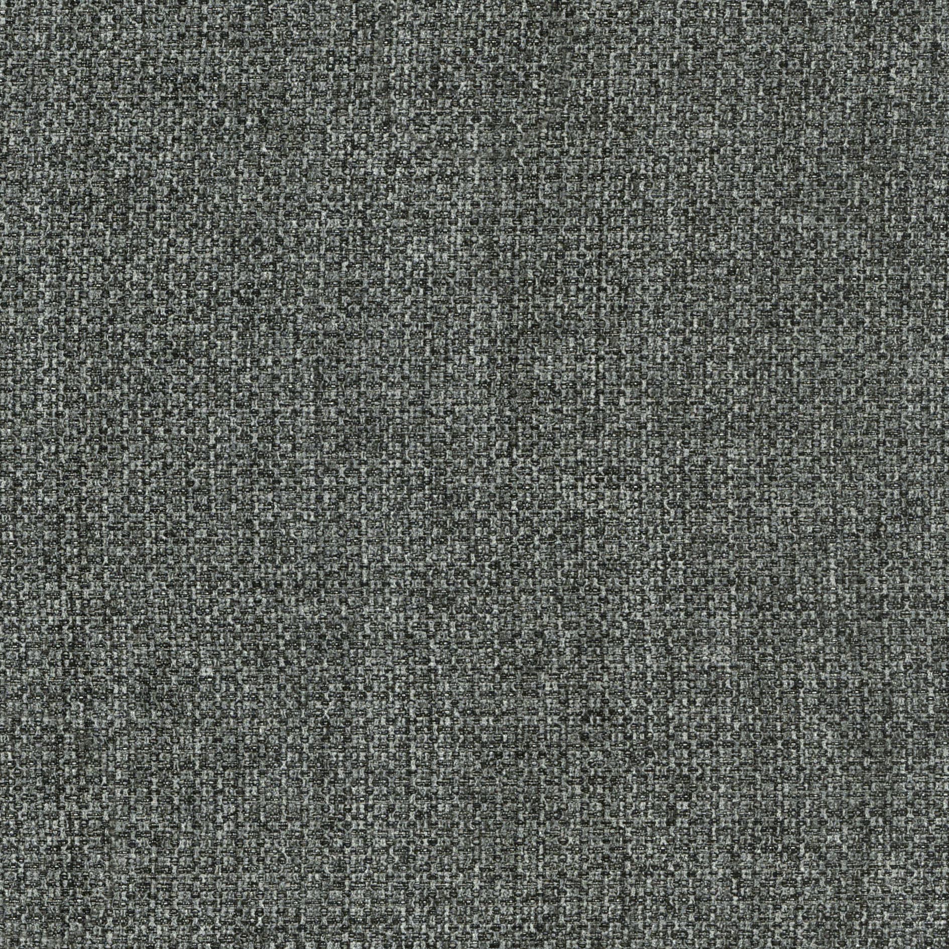 Australis Koala